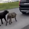 Kierowca Volvo ciągnął dwa psy przywiązane do haka samochodu. "Nie miał innego wyjścia"