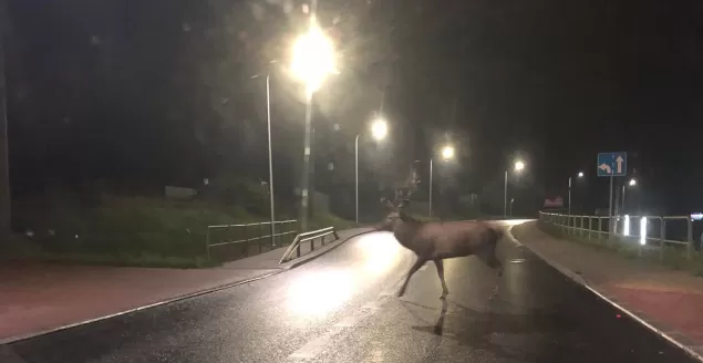 Jeleń na drodze