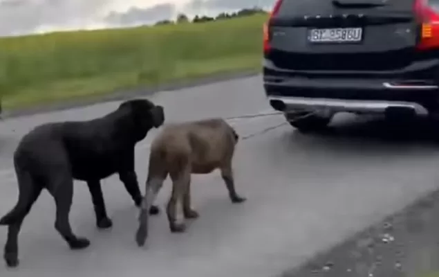 Kierowca Volvo ciągnął dwa psy przywiązane do haka samochodu. "Nie miał innego wyjścia"